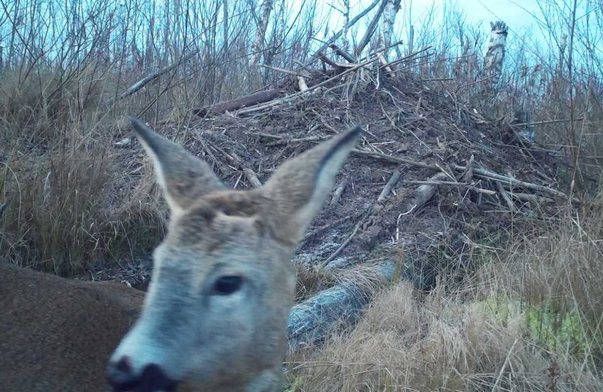 Сотрудники заповедника не исключают, что на хатку косулю привело только любопытство.