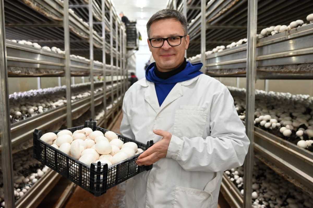 На добровольных началах депутаты помогали в сборе и сортировке шампиньонов.