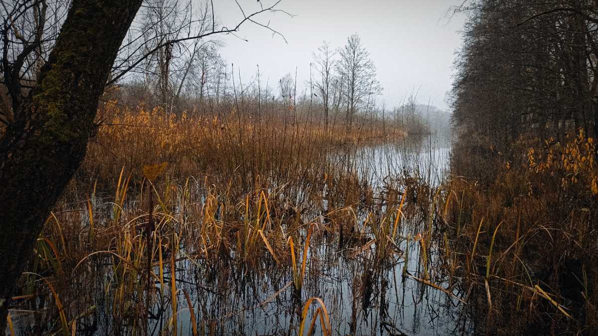 В Пестовском округе месячная норма осадков в ноябре была перевыполнена на 31%.