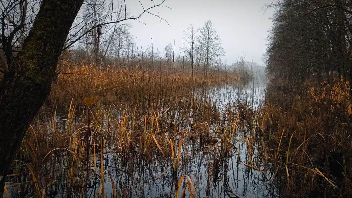 В Пестовском округе месячная норма осадков в ноябре была перевыполнена на 31%.