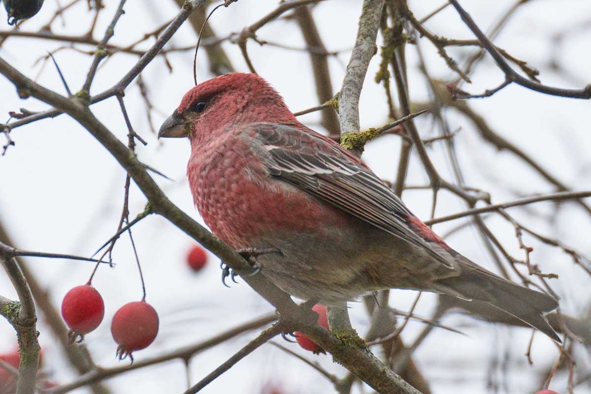 Щура внесли в список птиц Рдейского заповедника, в котором он стал 185-м видом.