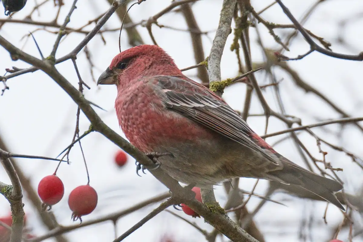 Щура внесли в список птиц Рдейского заповедника, в котором он стал 185-м видом.