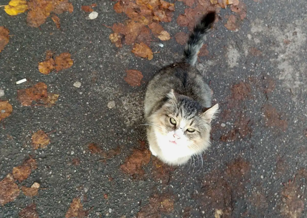 В приютах Новгородской области находятся 800 собак и кошек.