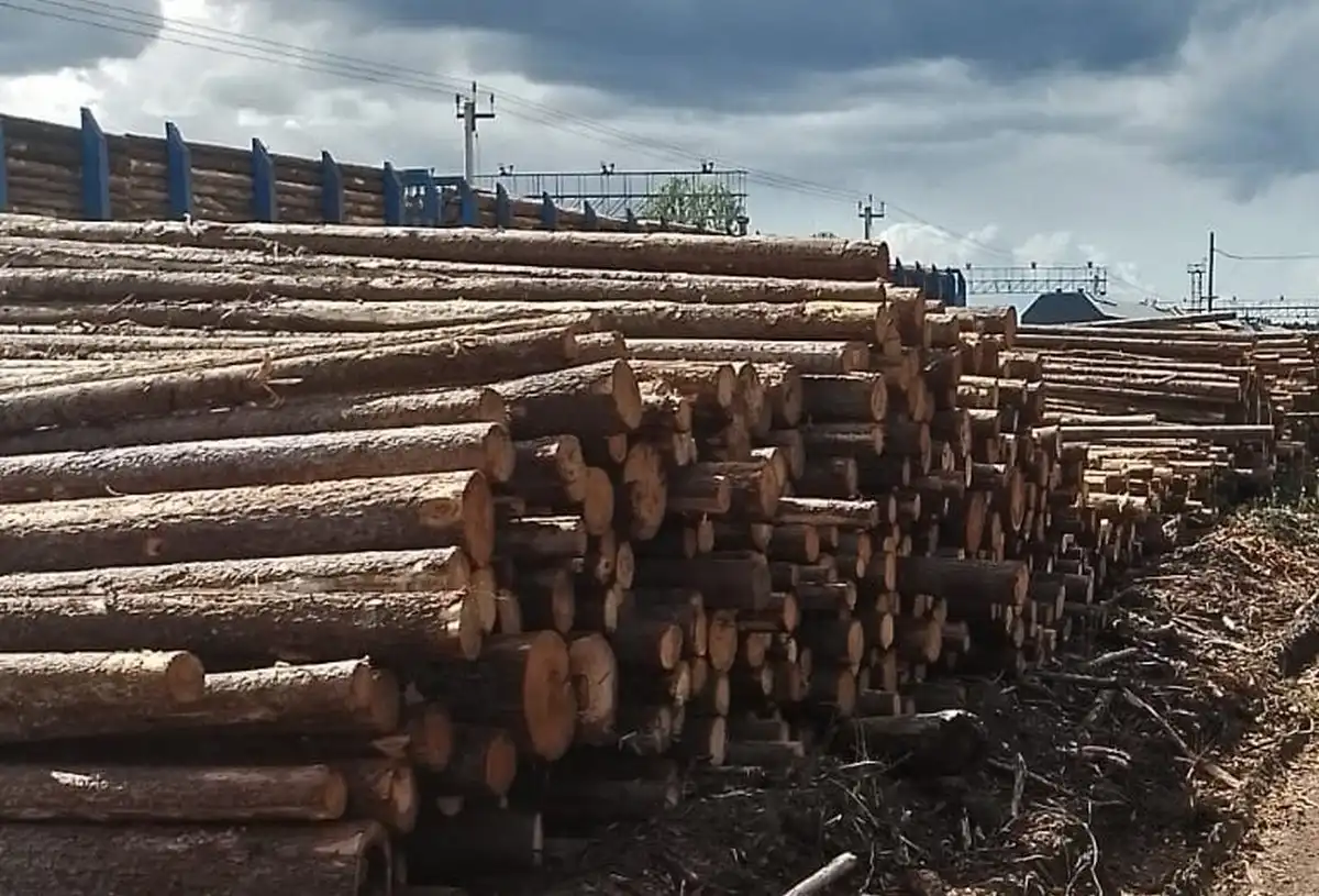 Самые крупные поставки балансовой древесины отправили в Иран.