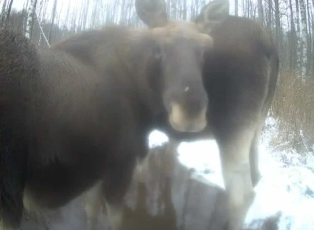 Лоси несколько раз с интересом обнюхивали фотоловушку.