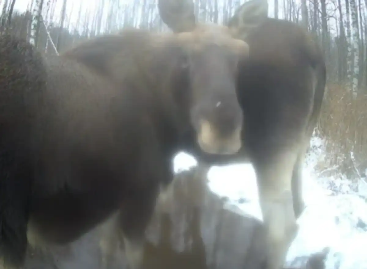 Лоси несколько раз с интересом обнюхивали фотоловушку.