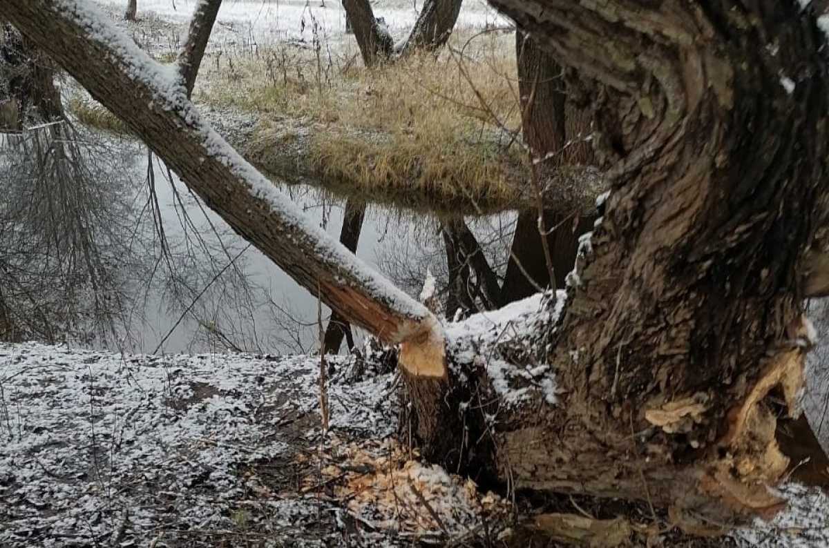 В Ильинском парке бобры строят плотину или хатку или просто решили поточить зубы.