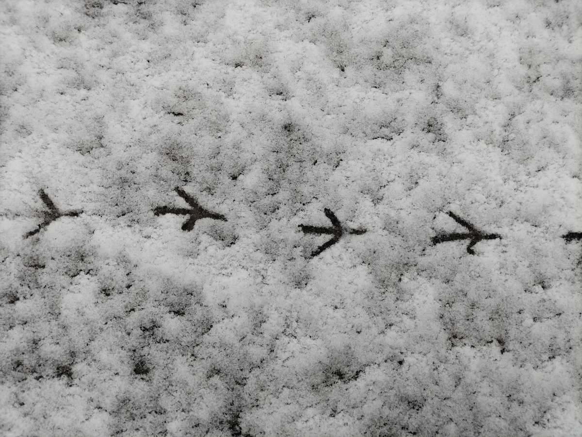 12 декабря в регионе обещают мокрый снег и дождь.