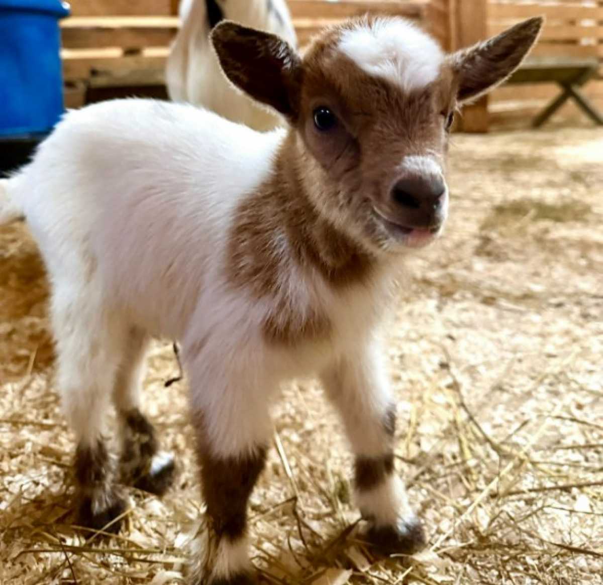 Камерунские козы отлично лазают по деревьям и могут пастись на высоте до трёх метров.