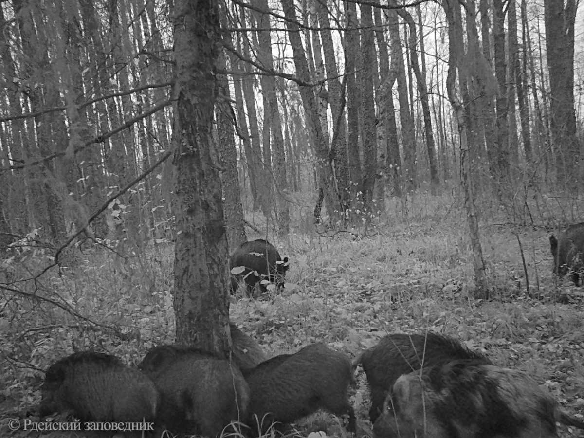 Пятнистые кабаны более заметны, поэтому их чаще добывают хищники и охотники.