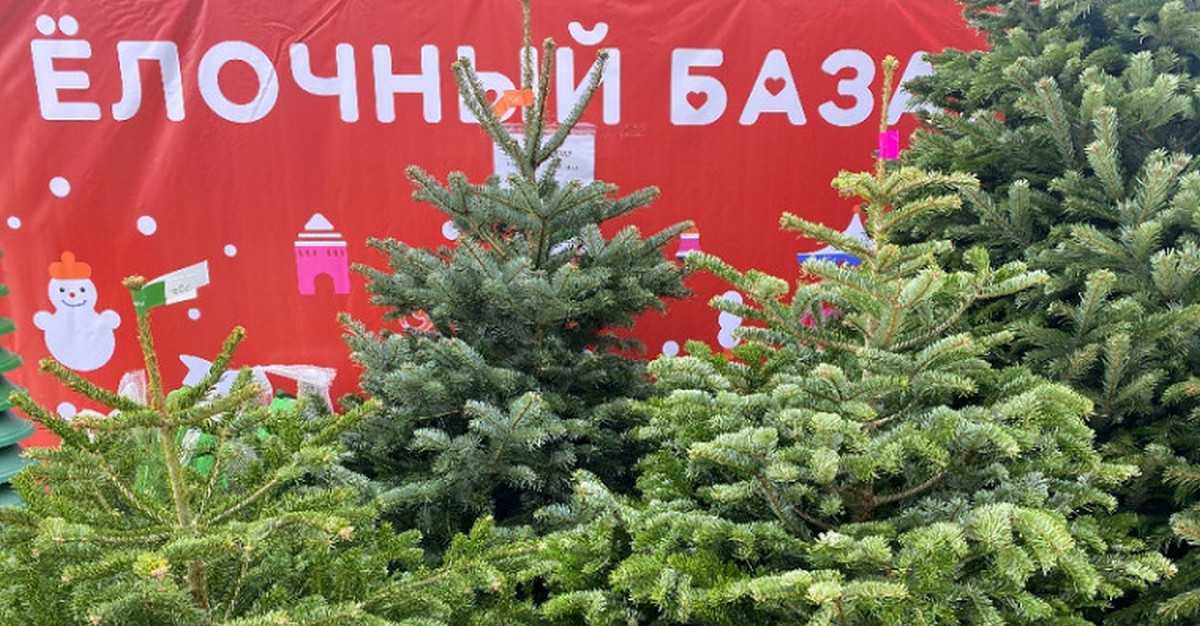Ёлочные базары будут работать до 31 декабря.