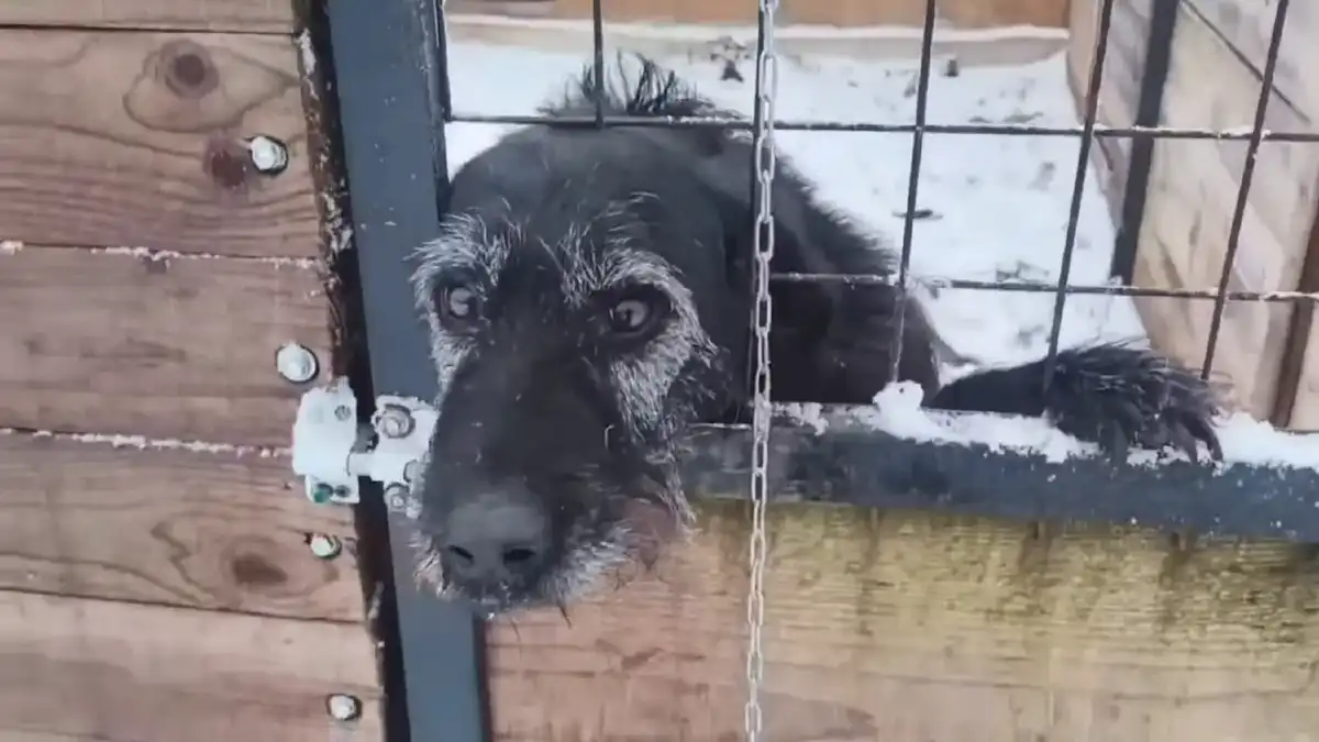 В деревне Марфино построили восемь домиков для бездомных животных.