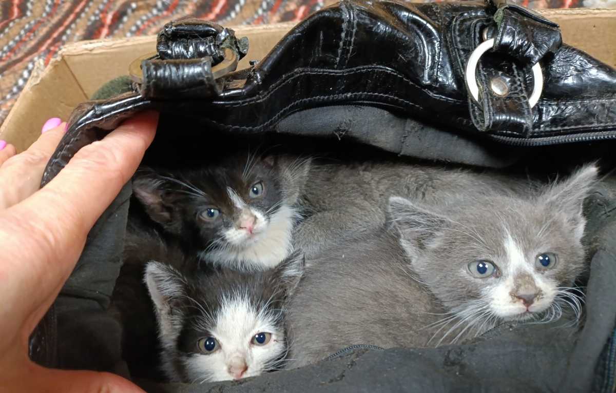 Помогать бездомным животным Алла Чернова начала после того, как ей принесли сумку с новорождёнными котятами.