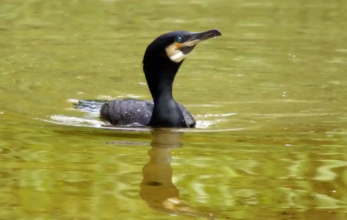 Бакланы за сезон уничтожают 25% выращиваемой рыбы.