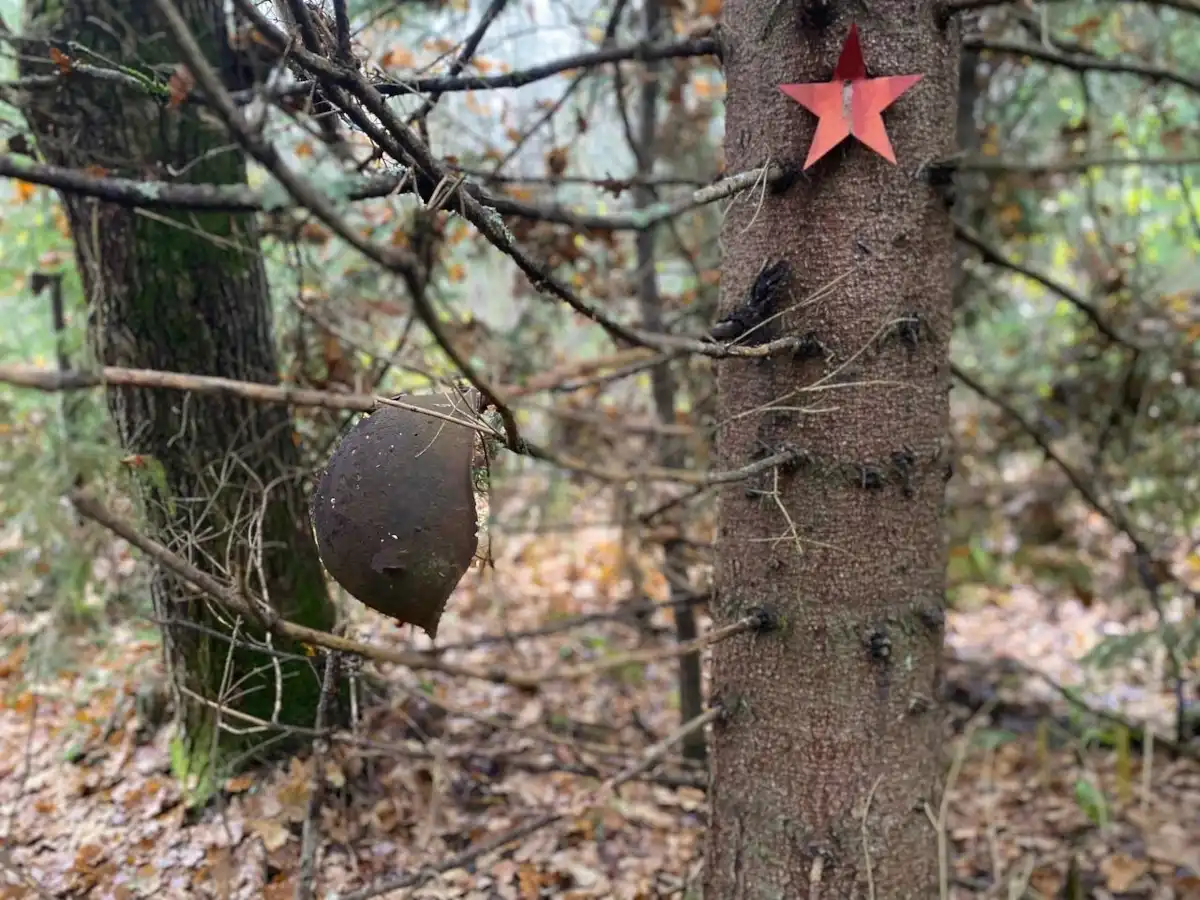 В 2025 году поисковиками обнаружены останки 1570 бойцов РККА.