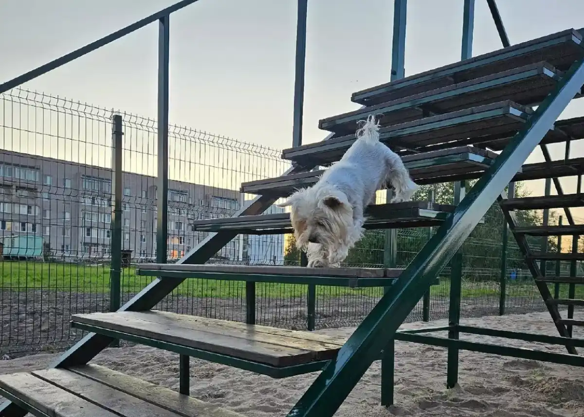 Ранее в «Центре притяжения» построили площадку для выгула собак.