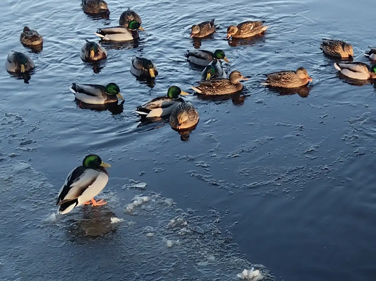 Ночью 25 декабря мороз в Новгородской области может достигнуть -5 градусов, но днём будет заметно теплее – от -2 до +3.