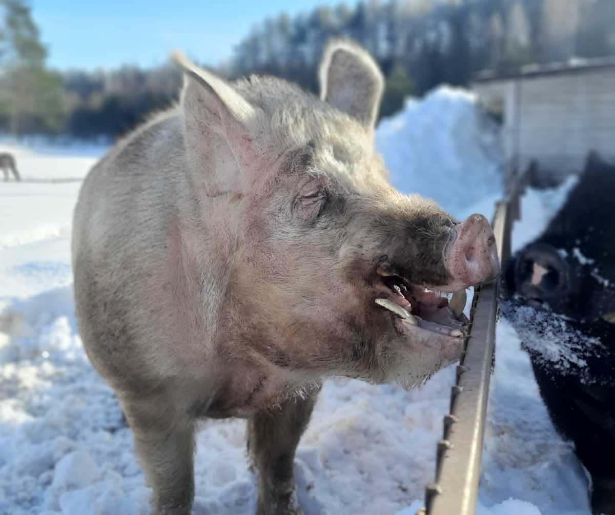 Свиноводческие предприятия региона с января по ноябрь 2025 года вырастили 16,4 тысячи тонн свиней в живом весе.