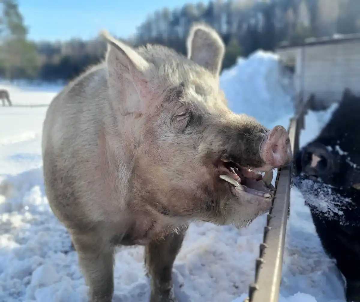 Свиноводческие предприятия региона с января по ноябрь 2025 года вырастили 16,4 тысячи тонн свиней в живом весе.