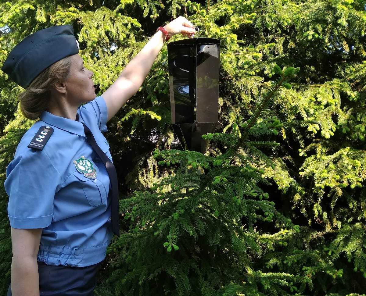 Вредители могут переселяться с купленных на рынках ёлок на здоровые деревья приусадебных участков.