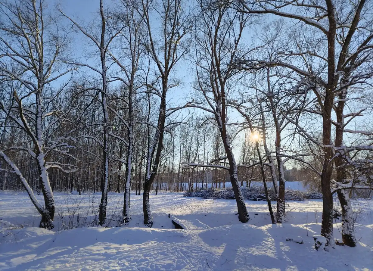 С 29 декабря в Новгородскую область вернётся зима.