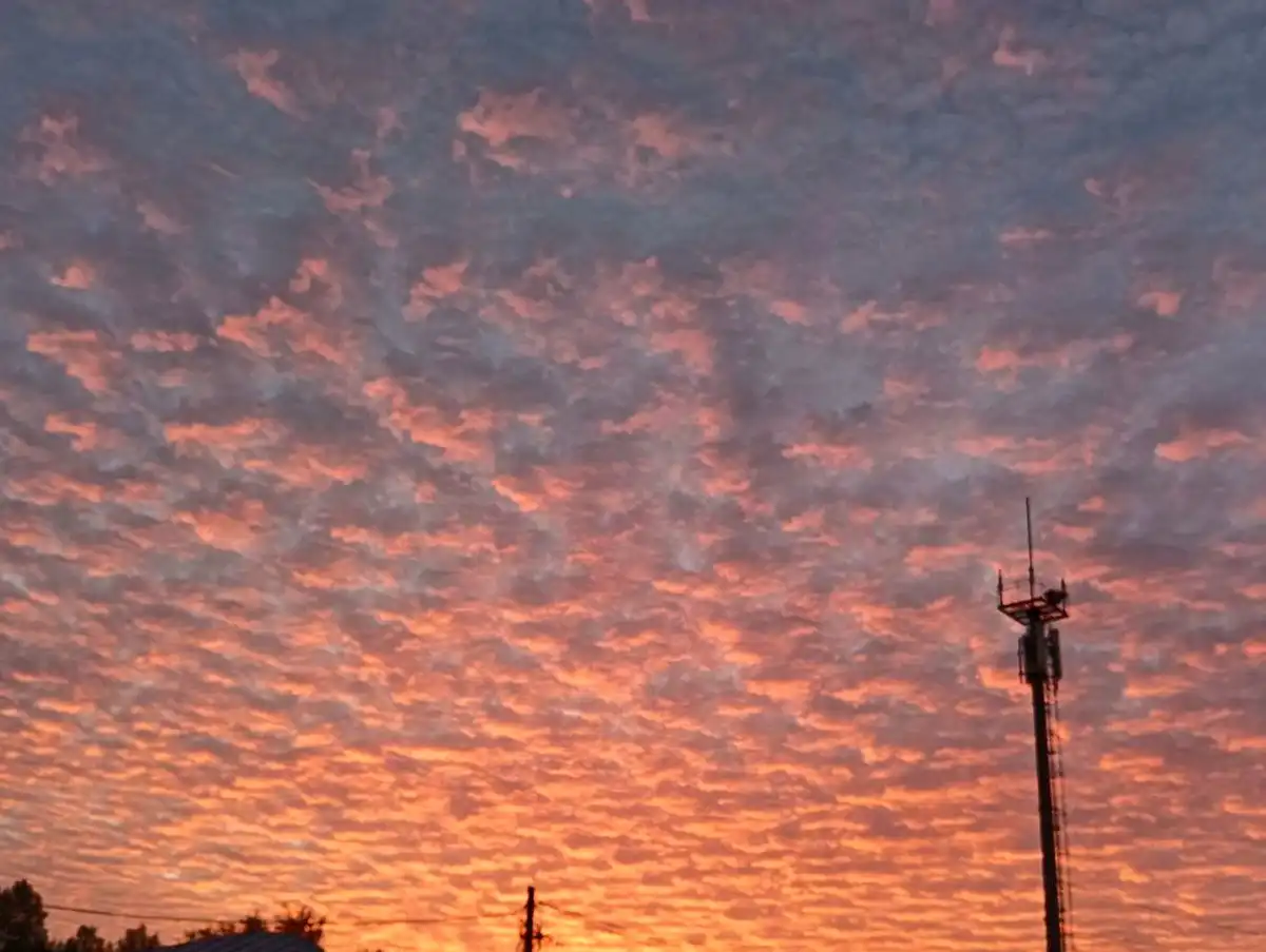 Голосование длилось с 25 августа по 9 ноября.