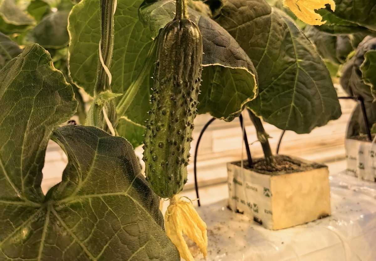 В 2025 году в тепличном комплексе вырастили 3637 тонн огурцов.