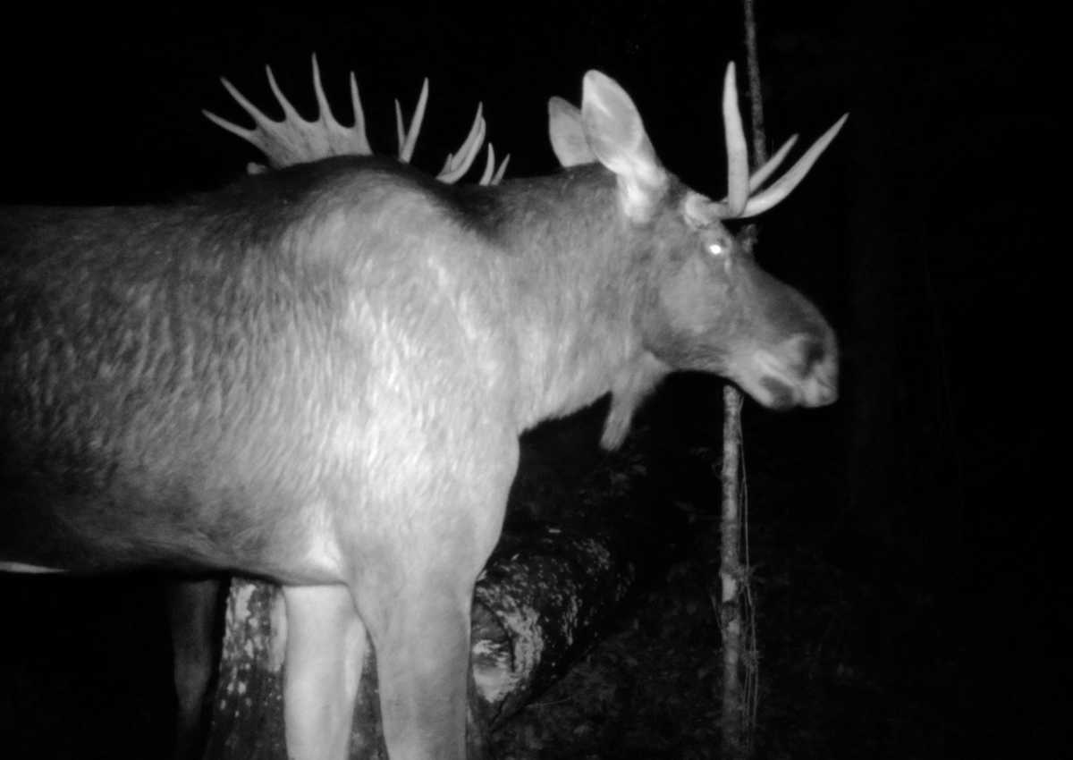 В национальном парке «Валдайский» пошутили, что лоси собрались на новогодний корпоратив.