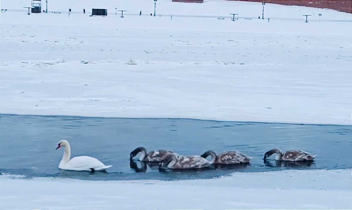 В комментариях новгородцы пишут, что обязательно отправятся на Волхов, чтобы понаблюдать за лебедями своими глазами.