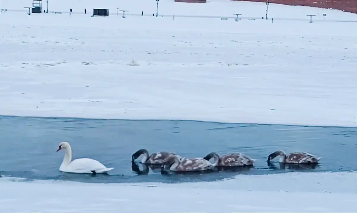В комментариях новгородцы пишут, что обязательно отправятся на Волхов, чтобы понаблюдать за лебедями своими глазами.