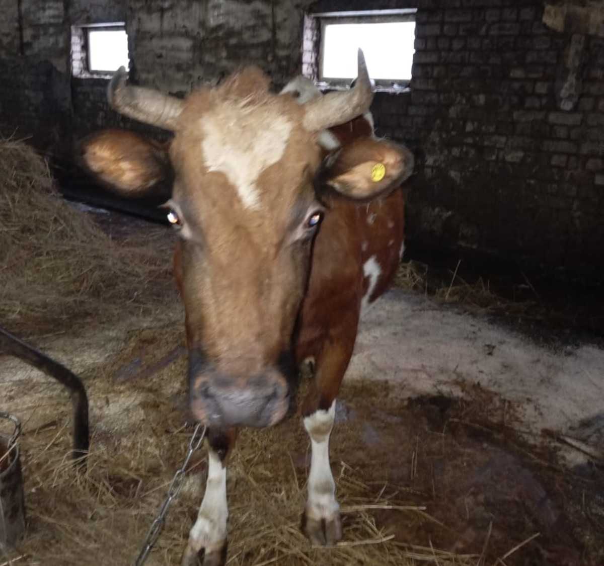 Боенские отходы крупного рогатого скота к нам привозили из соседнего региона.