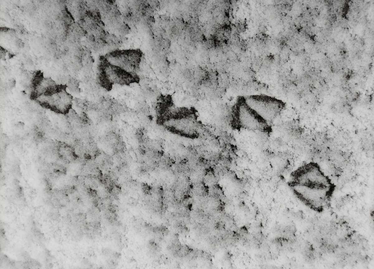 Ночью 10 января местами в регионе ожидается сильный снег и метель.