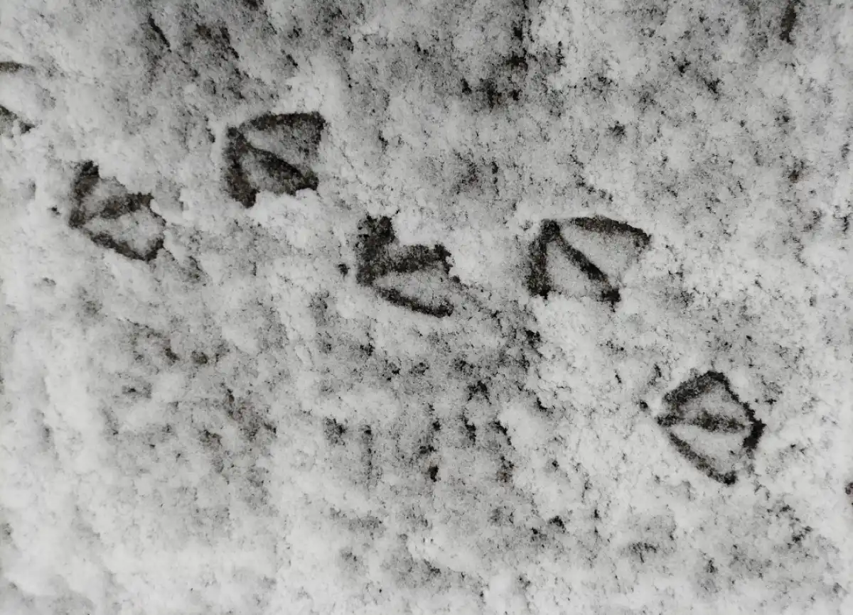 Ночью 10 января местами в регионе ожидается сильный снег и метель.