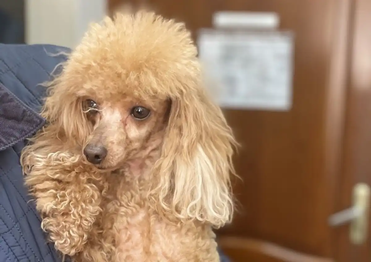 При осмотре животных сотрудники Россельхознадзора не выявили нарушений.