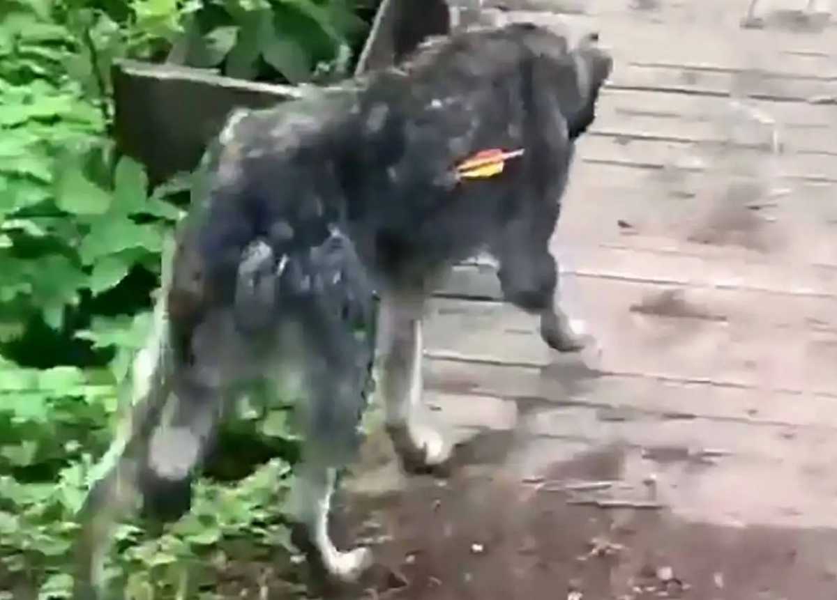 Выстреливший в собаку мужчина признал свою вину.