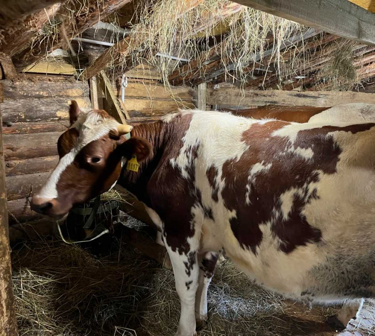 Фермер купил 10 нетелей айширской породы.