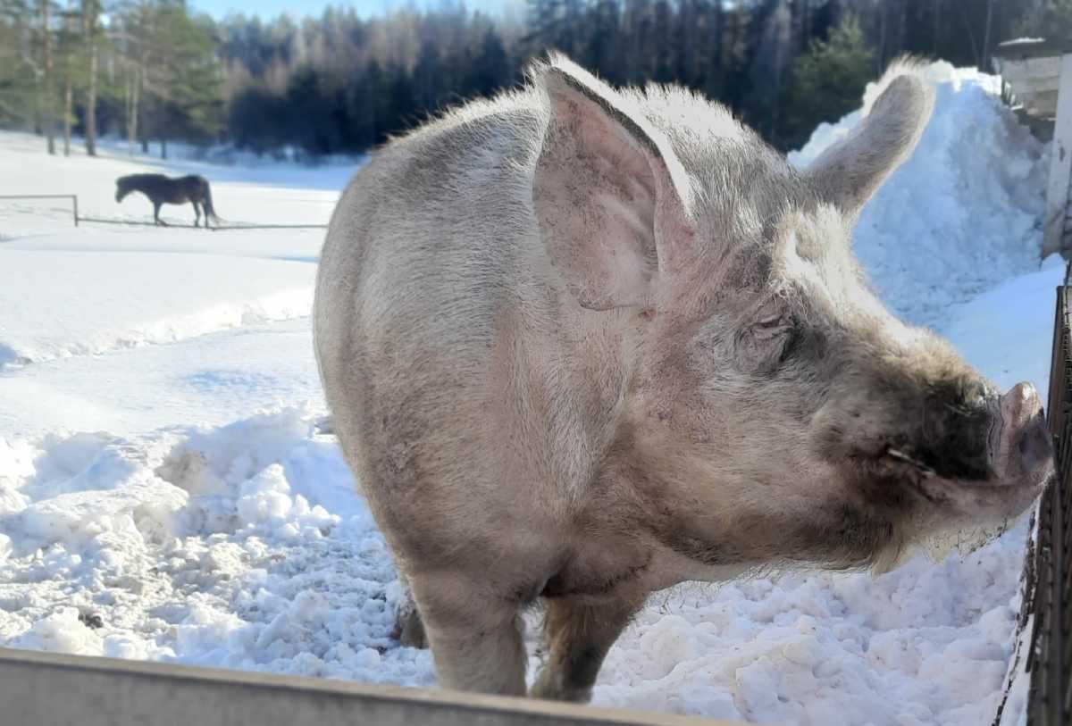Соблюдение всех правил при покупке животных – единственный способ защитить хозяйство от вспышек заболеваний.