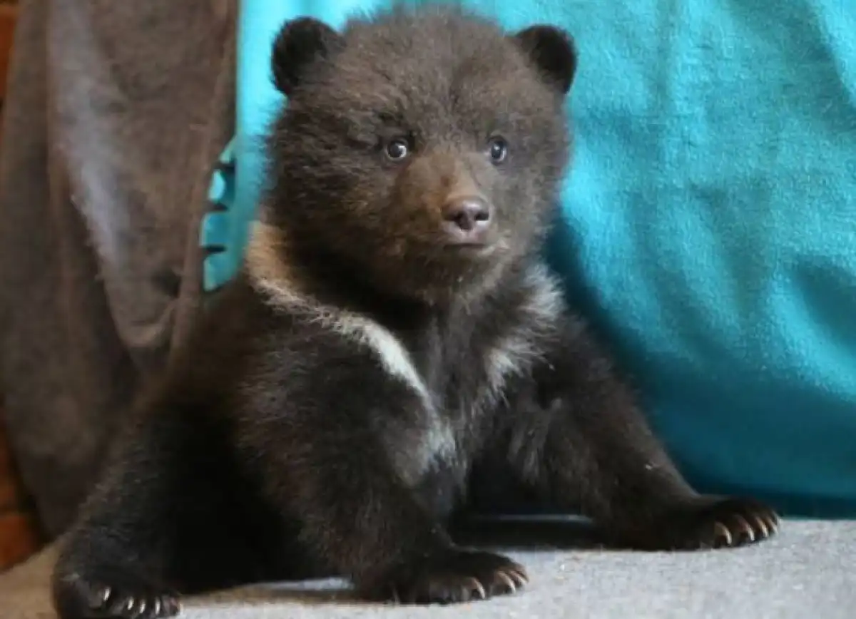 В Центре спасения медвежат-сирот выхаживают и выпускают в естественную среду обитания.
