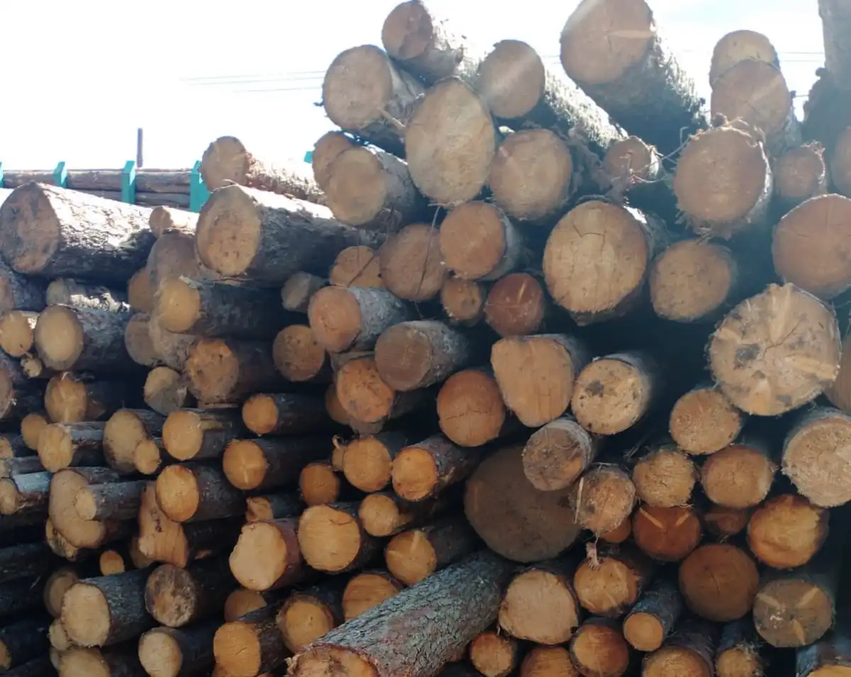 В 2025 году на экспорт из Новгородской области отправили 323 тысячи кубометров древесины.