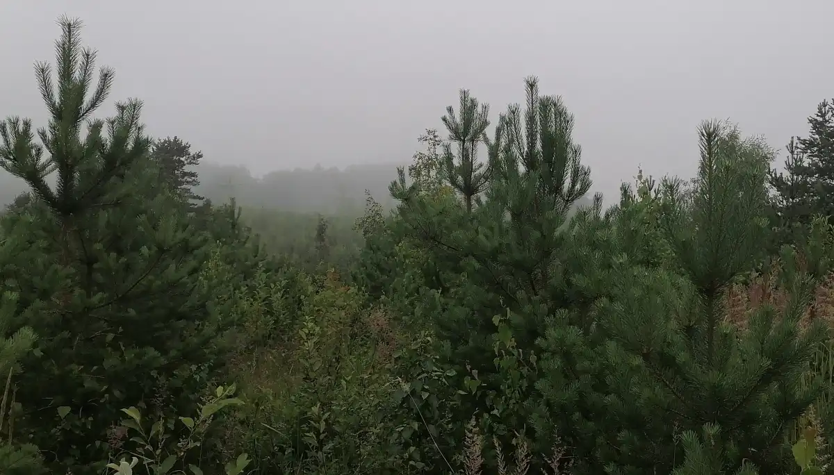 Общая площадь лесного фонда Новгородской области составляет 3922 тысяч га, из которых 3367,3 тысяч га покрыто лесом.