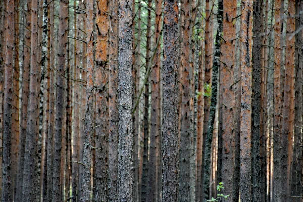 Повышение площади лесовосстановления важно, ведь новые леса способствуют очищению воздуха, сохранению биологического разнообразия и защите почв.