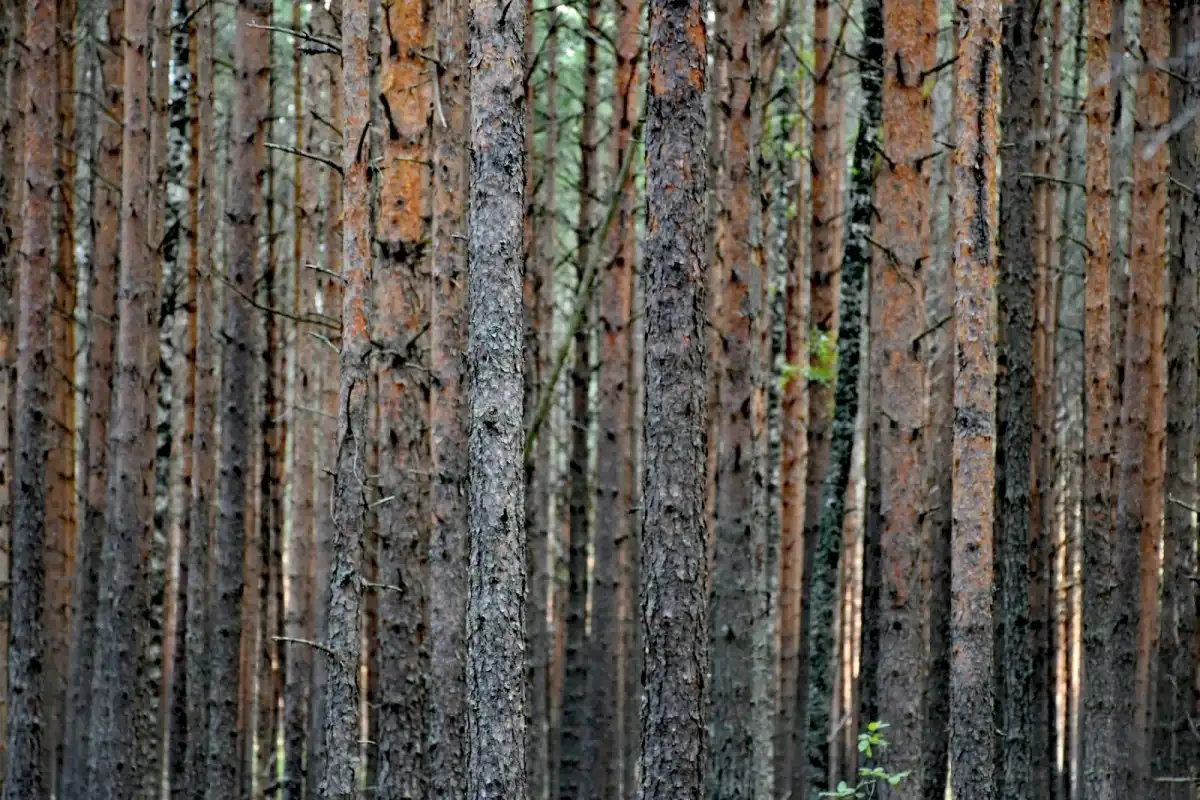 Повышение площади лесовосстановления важно, ведь новые леса способствуют очищению воздуха, сохранению биологического разнообразия и защите почв.