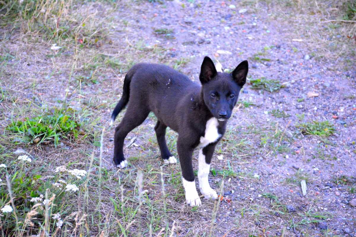 Владелец животного несёт ответственность за любой вред, причинённый его питомцем.