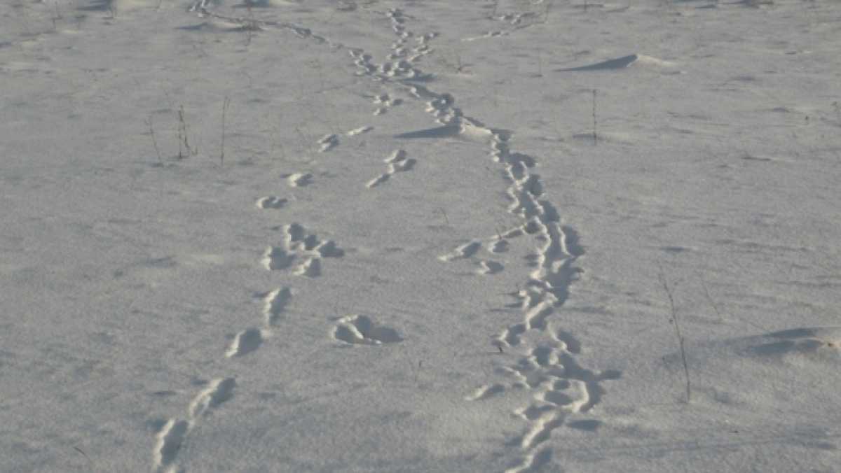 Зимний маршрутный учёт зверей и птиц – самое массовое комплексное мониторинговое мероприятие на территории области.
