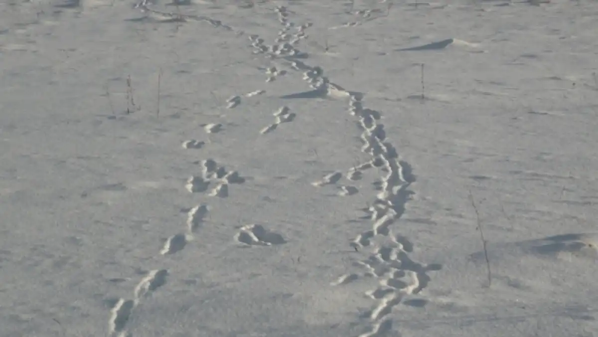 Зимний маршрутный учёт зверей и птиц – самое массовое комплексное мониторинговое мероприятие на территории области.