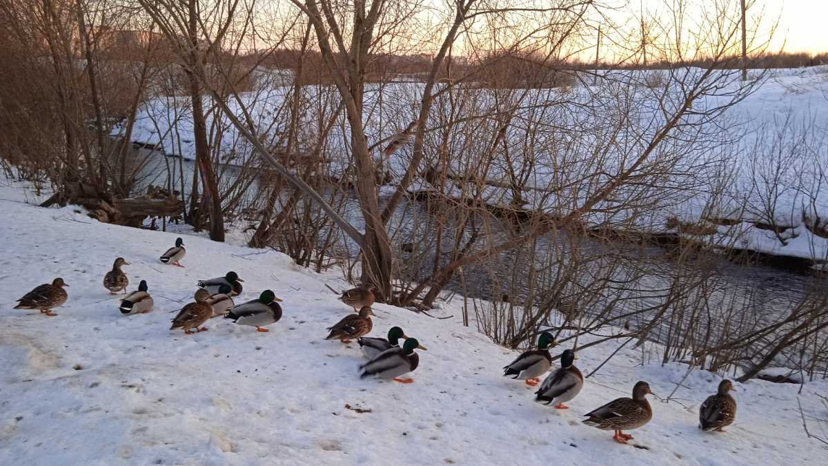 Учёт птиц пройдёт 24 января в местах их массового скопления.