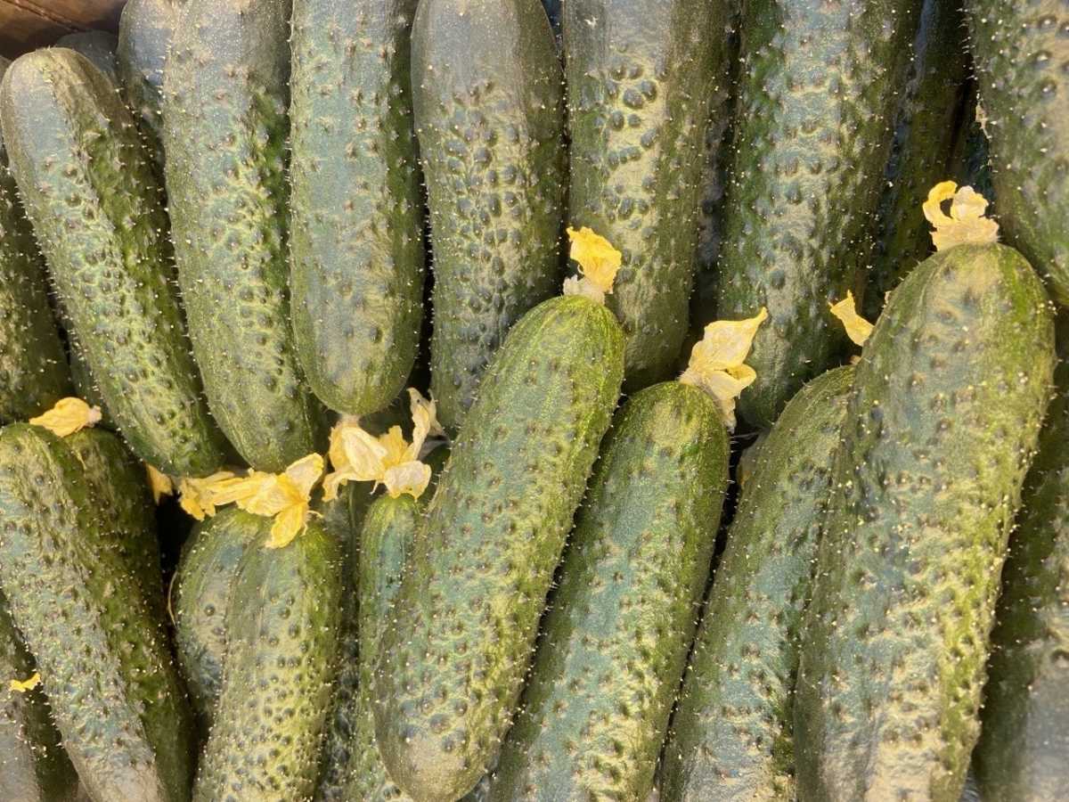 В регионе действуют два тепличных комплекса круглогодичного цикла.