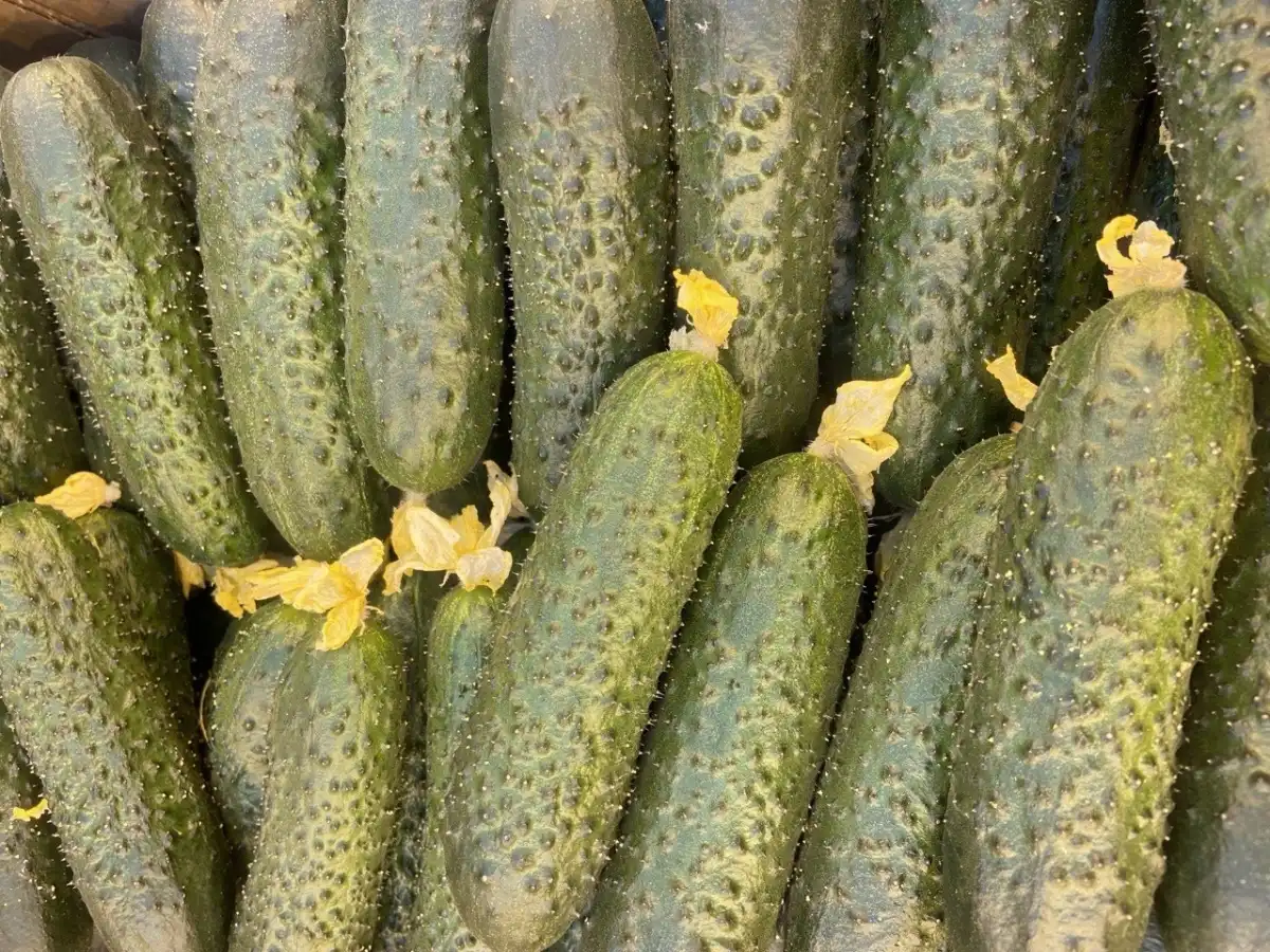 В регионе действуют два тепличных комплекса круглогодичного цикла.