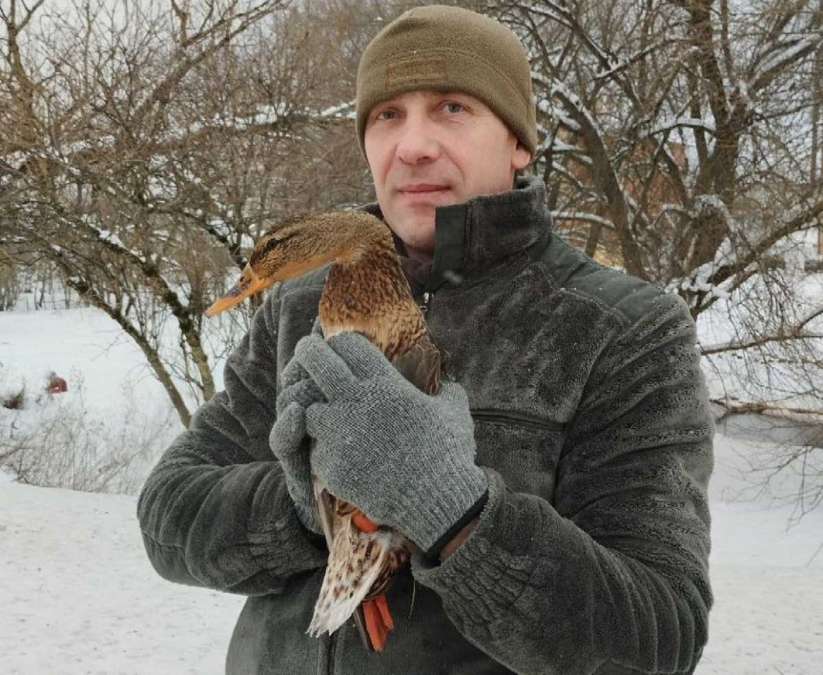 Крякв подсчитывали в пяти местах концентрации птиц.