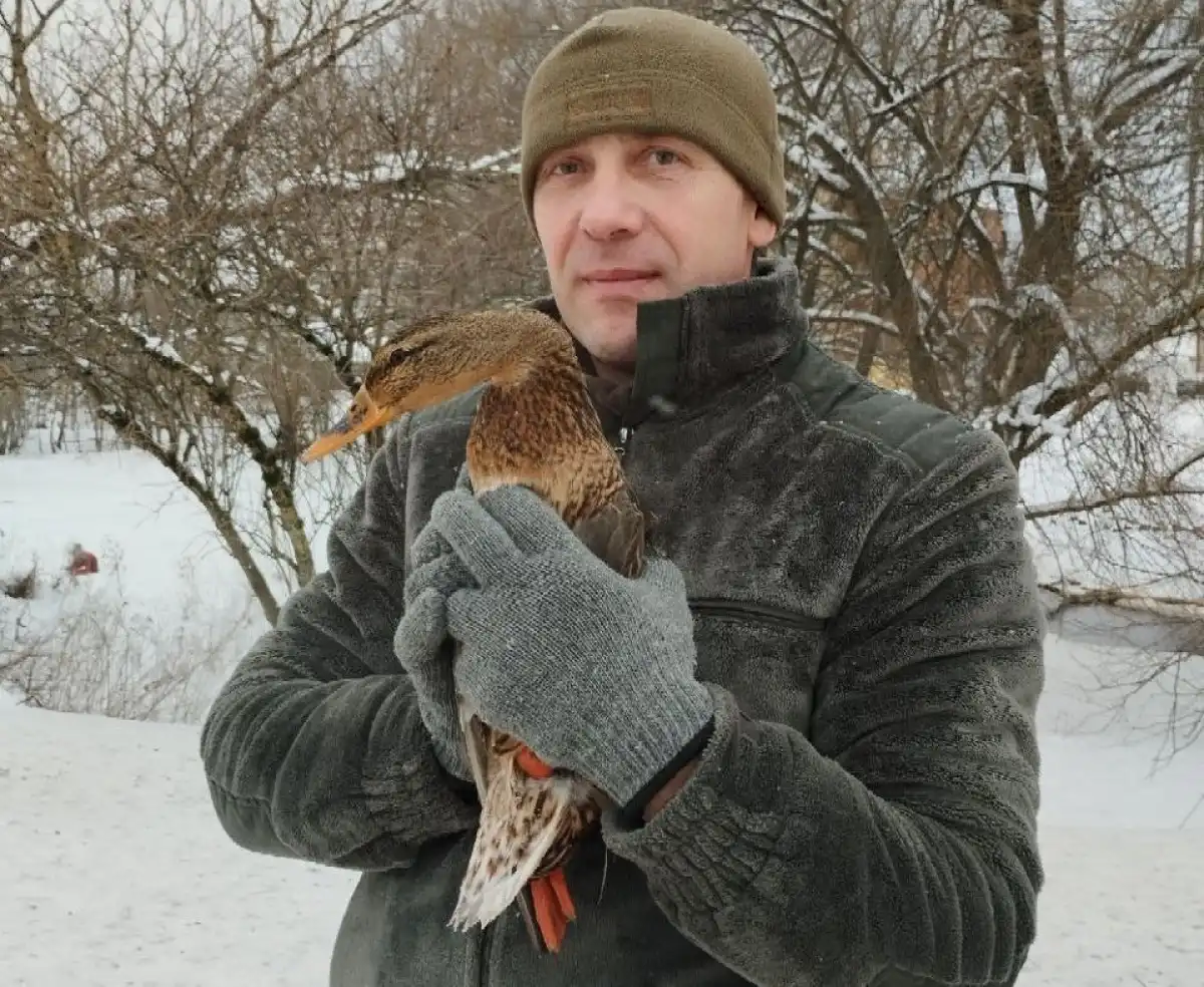 Крякв подсчитывали в пяти местах концентрации птиц.